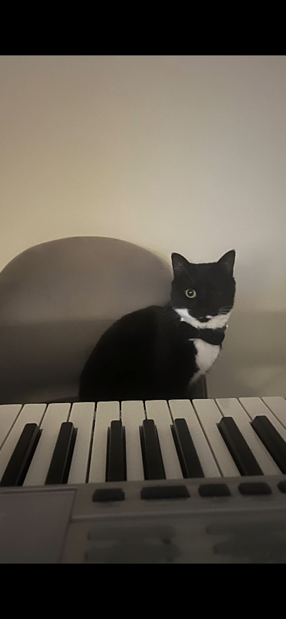 Piano Cat Unisex T-shirt